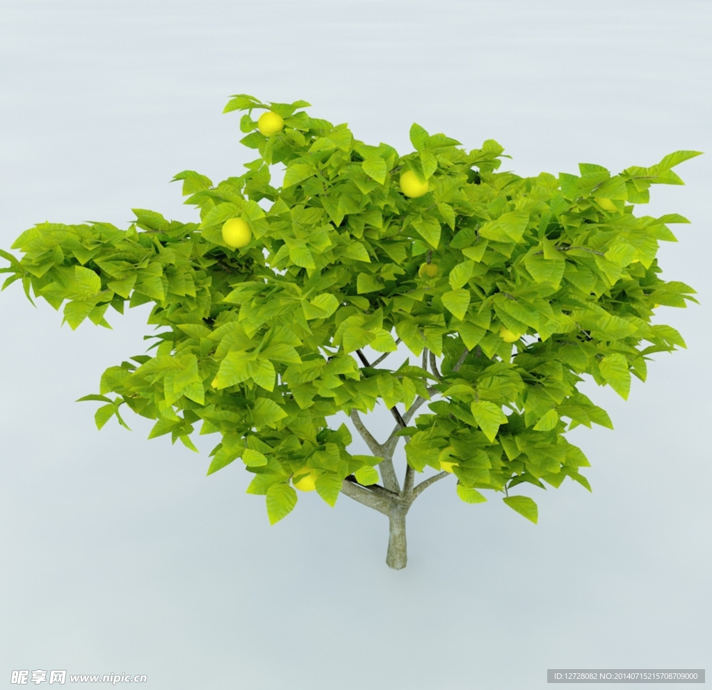 树木 植物 景观树木