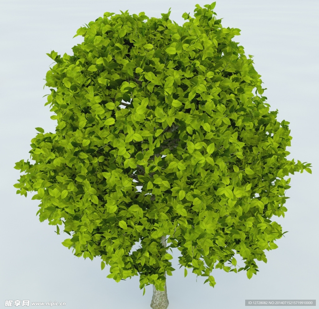 树木 植物 景观树木