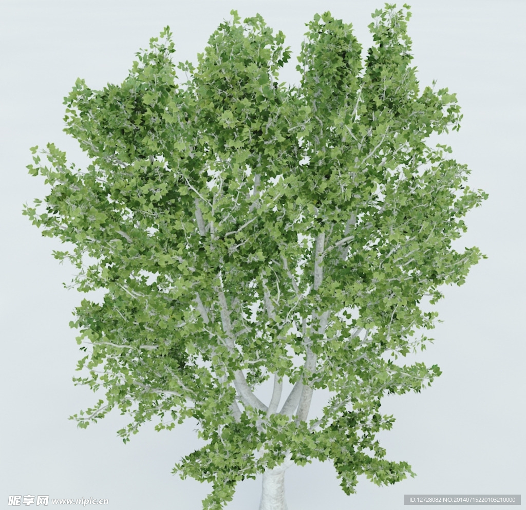 树木 植物 景观树木