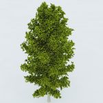 树木 植物 景观树木