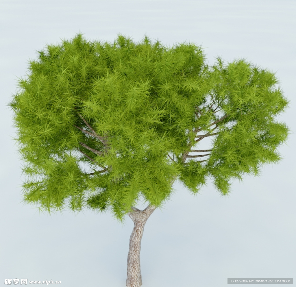 树木 植物 景观树木