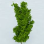 树木 植物 景观树木