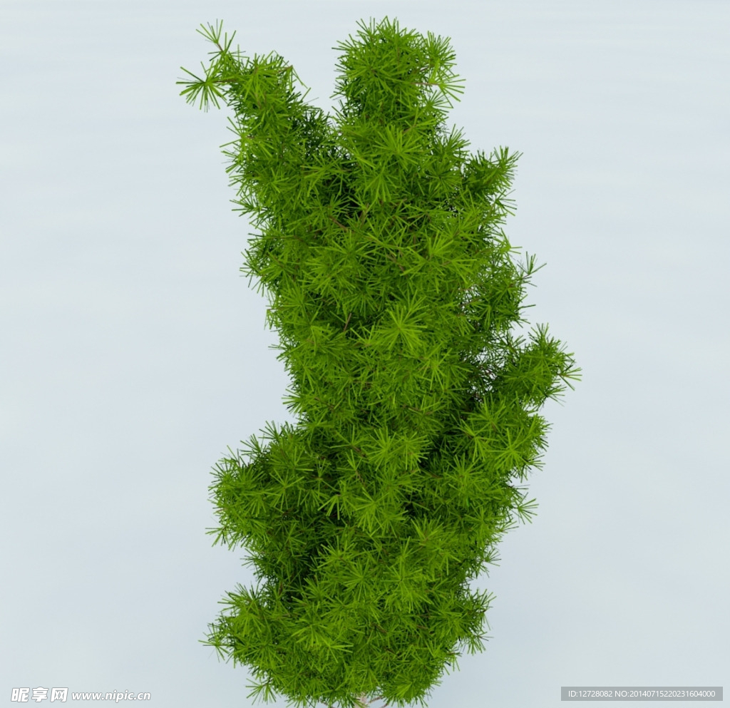 树木 植物 景观树木