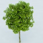 树木 植物 景观树木