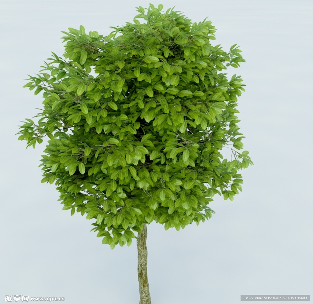 树木 植物 景观树木
