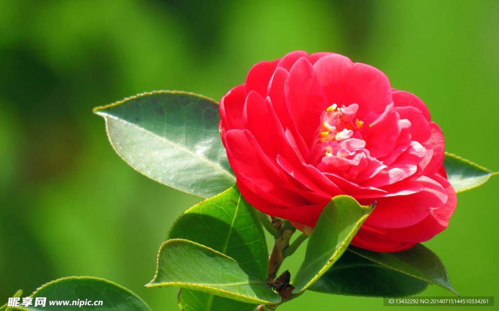 山茶花