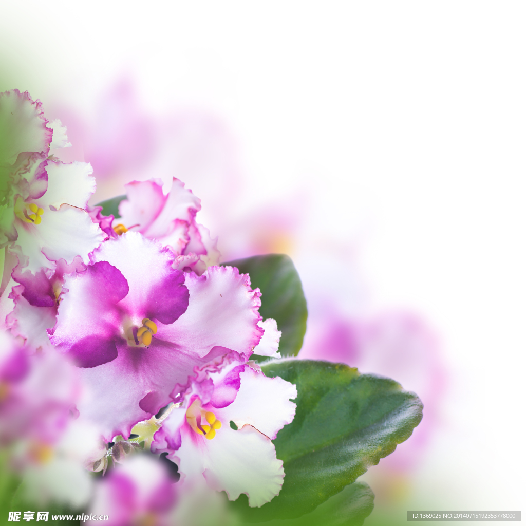 兰花