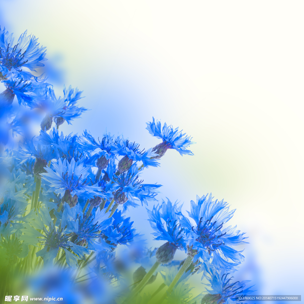 鲜花背景素材