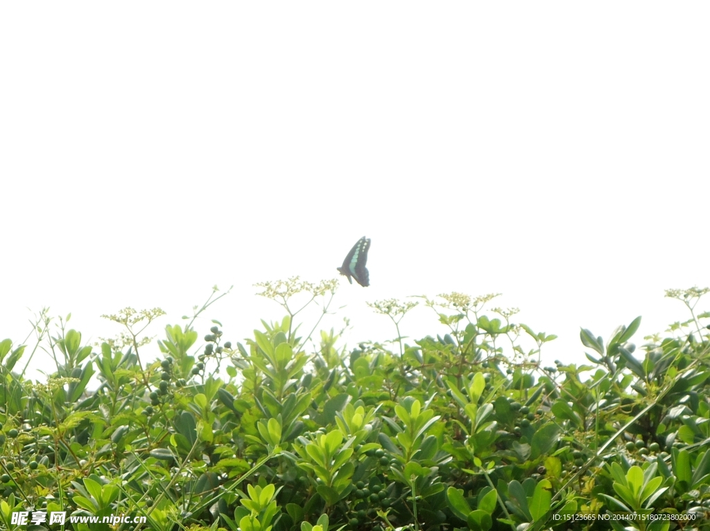 蓝蝴蝶和绿草