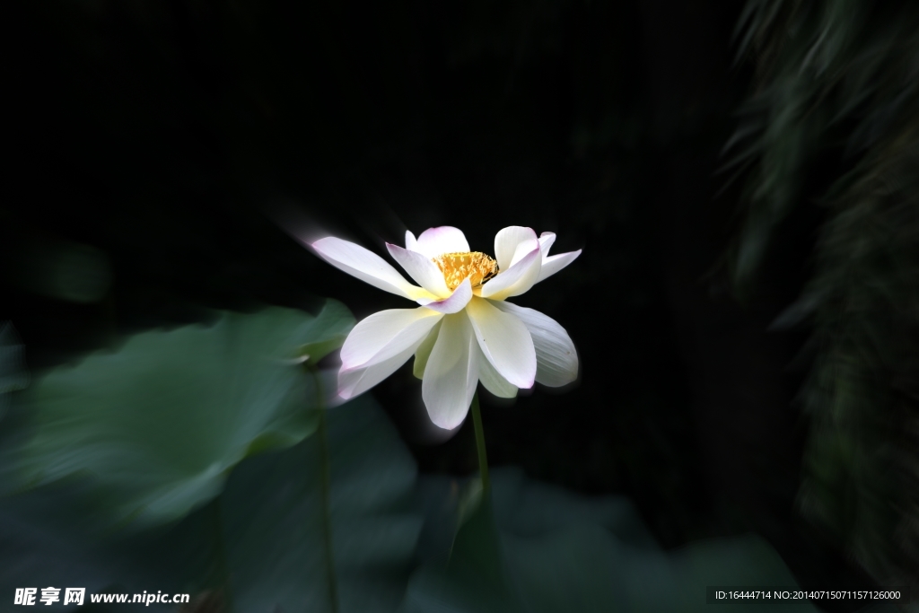 荷花