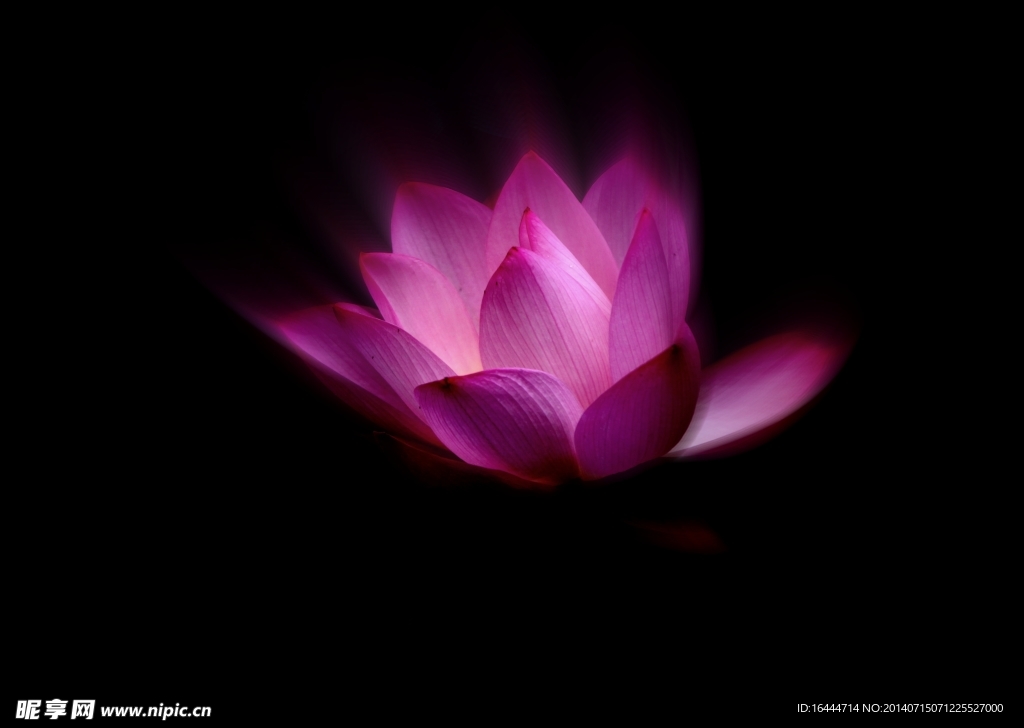 荷花