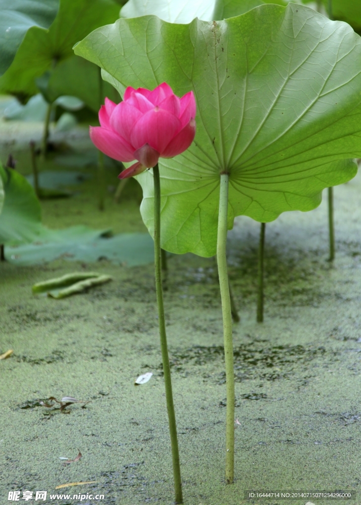 荷花