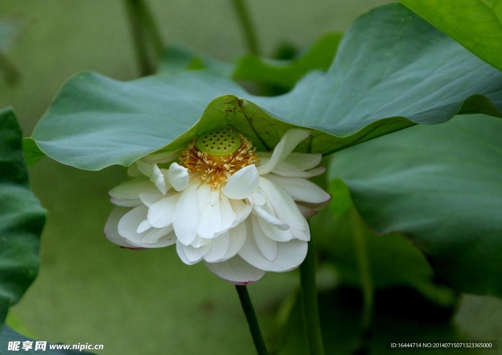 荷花