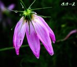 雨打洛桑