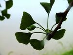 雨中银杏