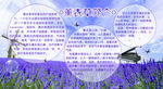 薰衣草 展板 实验基地