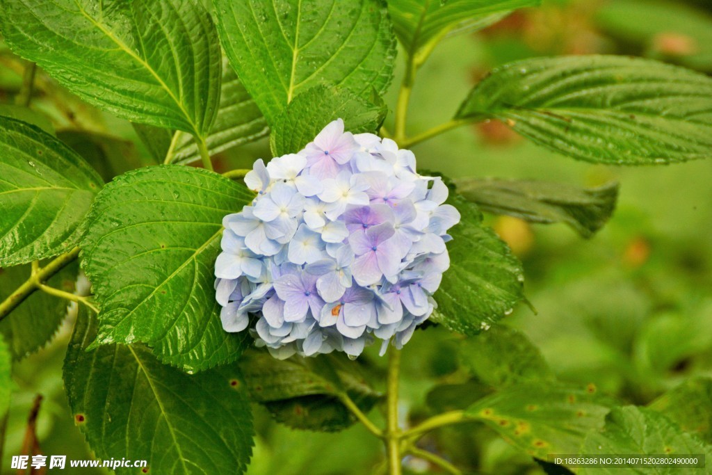 绣球花