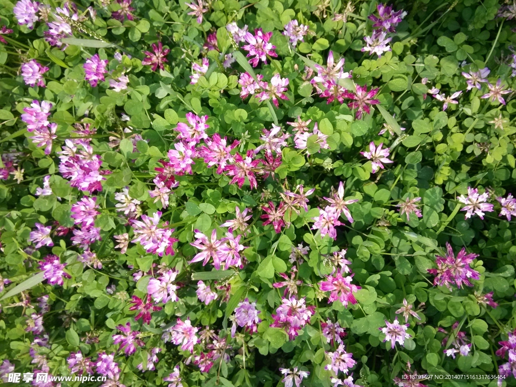 紫色小花