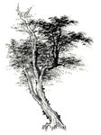 水墨树