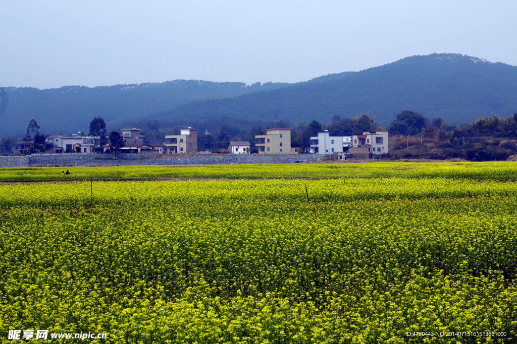 油菜花