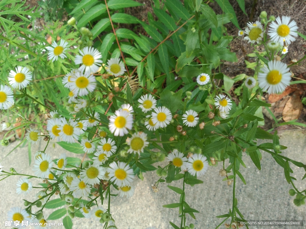 山菊花