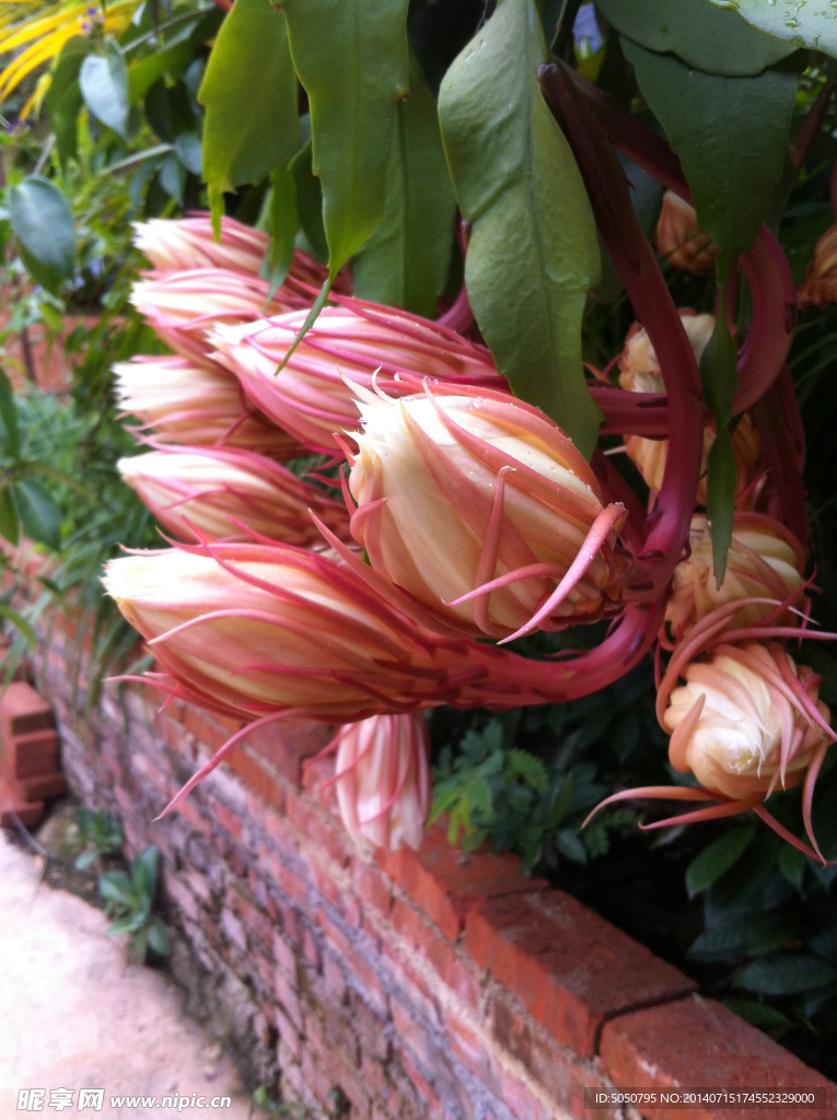 昙花