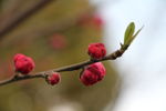 梅花