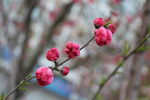 梅花