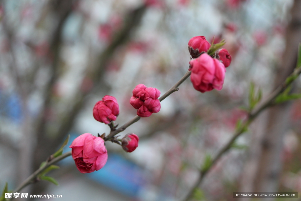 梅花