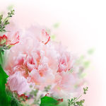 淡雅粉色花朵