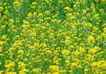 油菜花