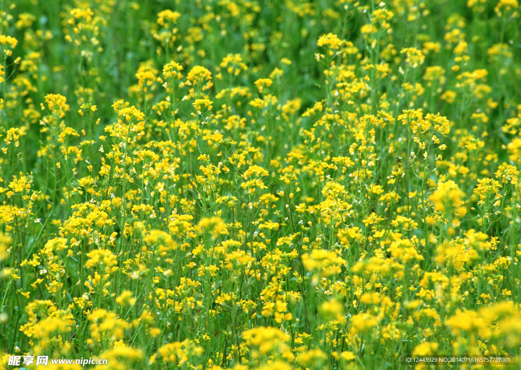 油菜花
