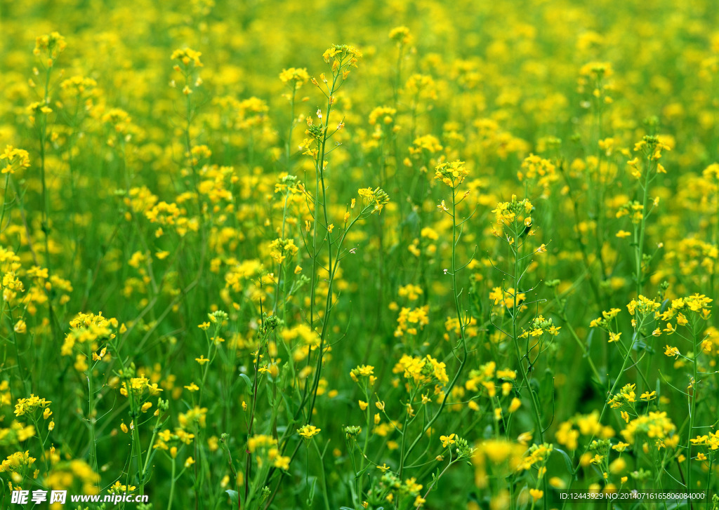 油菜花