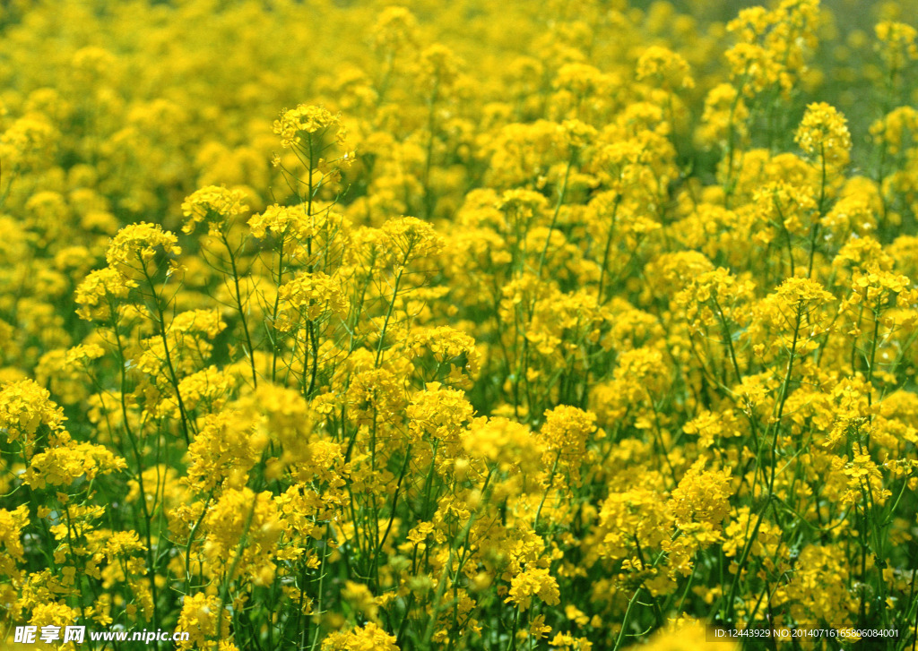 油菜花