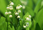 风铃花