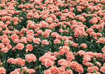 花卉摄影