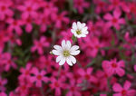 珍珠花