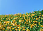 花卉