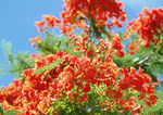 花卉