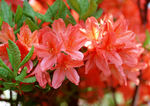 花卉