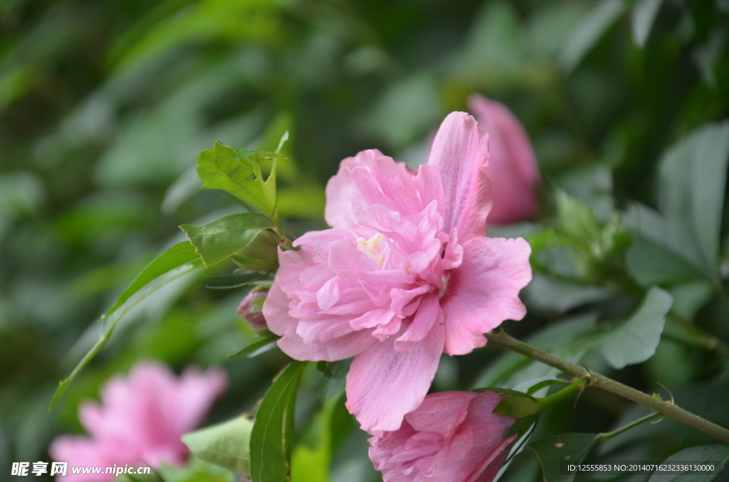 美丽的花