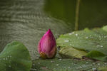 雨中荷花