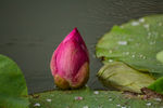 雨中荷花