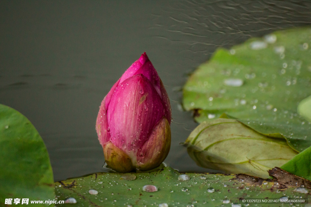 雨中荷花