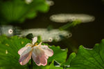 雨后荷花