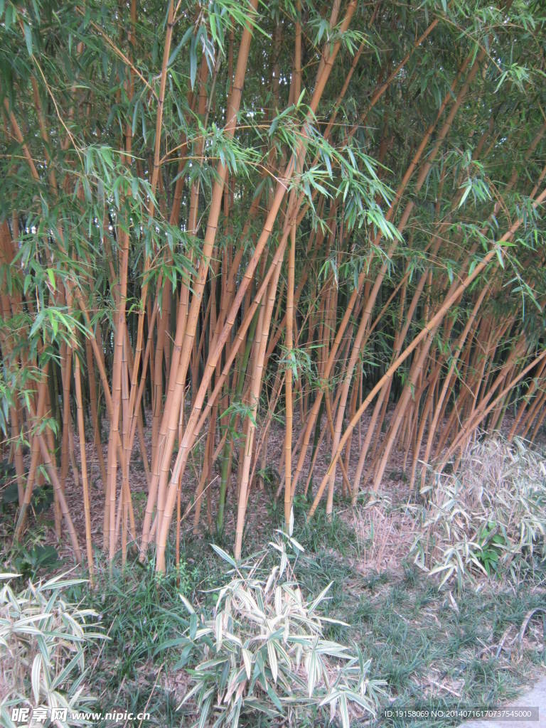 竹林