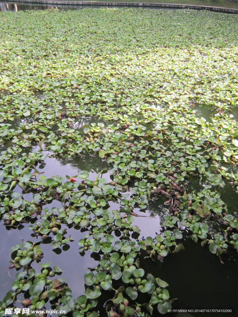 水葫芦