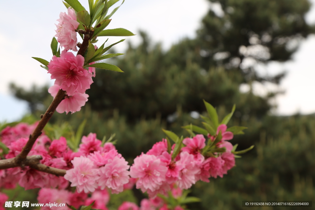 桃花