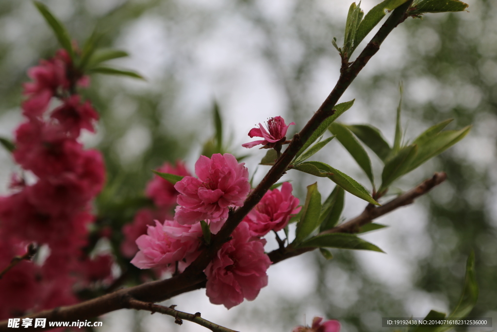 桃花