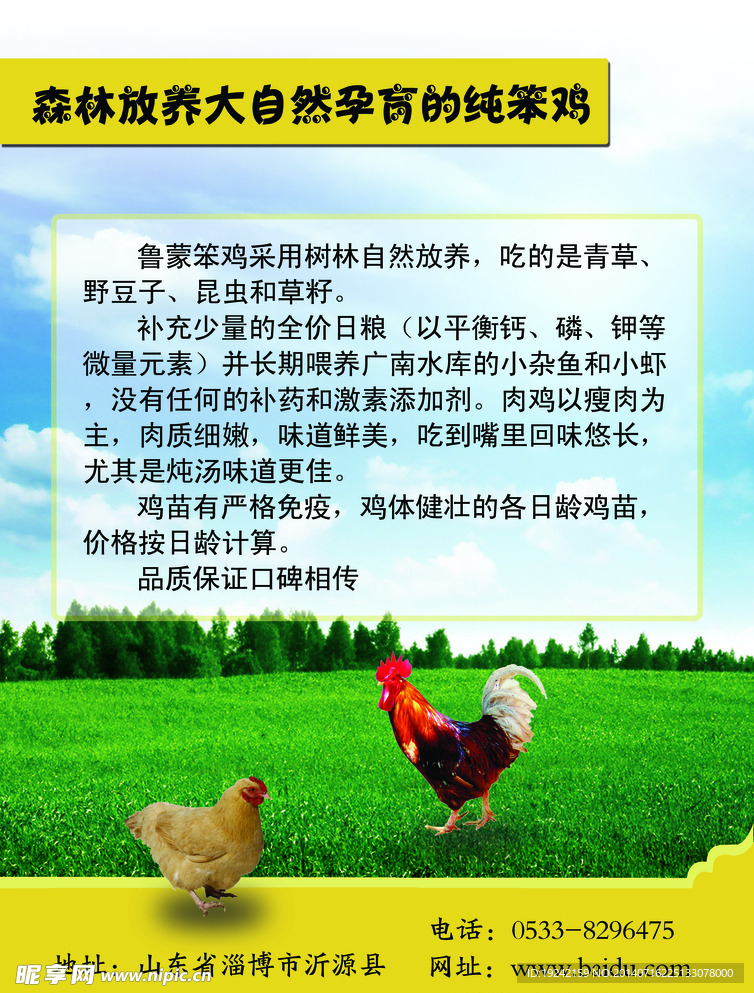 散养鸡单页